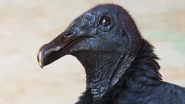 Urubu é o mascote do Flamengo; conheça a história